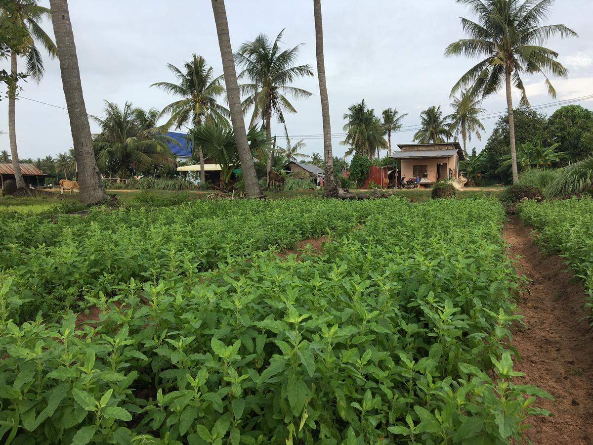 Green Life Cottage Siem Reap Exterior foto